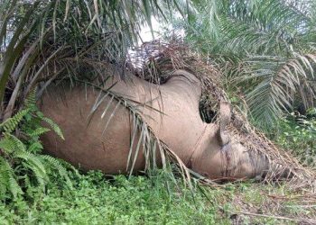 Seekor Gajah Ditemukan Mati Di Areal Perkebunan Di Tebo Provinsi Jambi