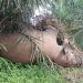 Seekor Gajah Ditemukan Mati Di Areal Perkebunan Di Tebo Provinsi Jambi