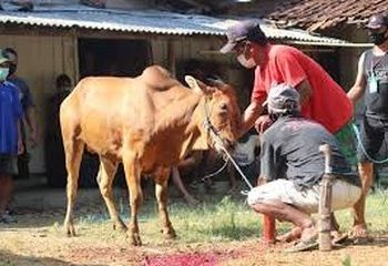 Pemerintah Kota Jambi Sembelih 193 Qurban Pada Hari Raya Idhul Adha 2024