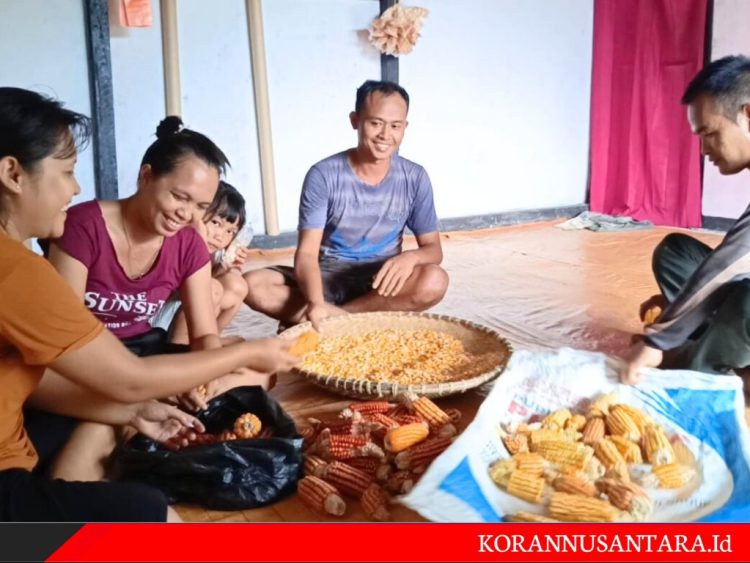 Di Akhir Masa Tugas Anggota Satgas TMMD Ke 121 Kodim 1210/Ldk Bantu Warga Jemur Dan Kupas Jagung
