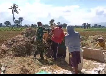 Babinsa Turun Sawah Wujud Nyata Sinergi TNI dan Petani di Bondowoso”