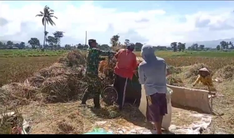 Babinsa Turun Sawah Wujud Nyata Sinergi TNI dan Petani di Bondowoso”