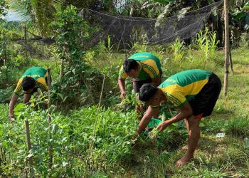 Satgas Pamtas Yonarmed 11 Kostrad Wujudkan Ketahanan Pangan