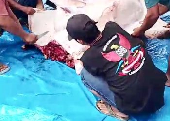 Ketua Grib Jaya Labuhanbatu Kurban Dua Ekor Sapi,Jadikan Momen Ini Meningkatkan Ketaatan Pada Tuhan dan Peduli Sosial Sesama