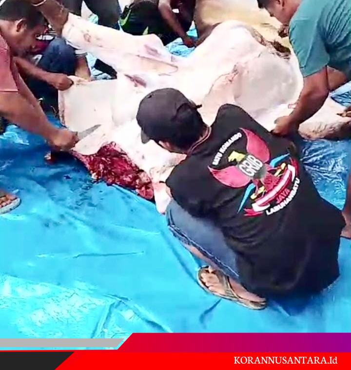 Ketua Grib Jaya Labuhanbatu Kurban Dua Ekor Sapi,Jadikan Momen Ini Meningkatkan Ketaatan Pada Tuhan dan Peduli Sosial Sesama