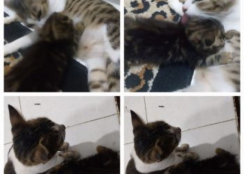 Naluri Keibuan: Bahasa Cinta yang Tak Pernah Usai