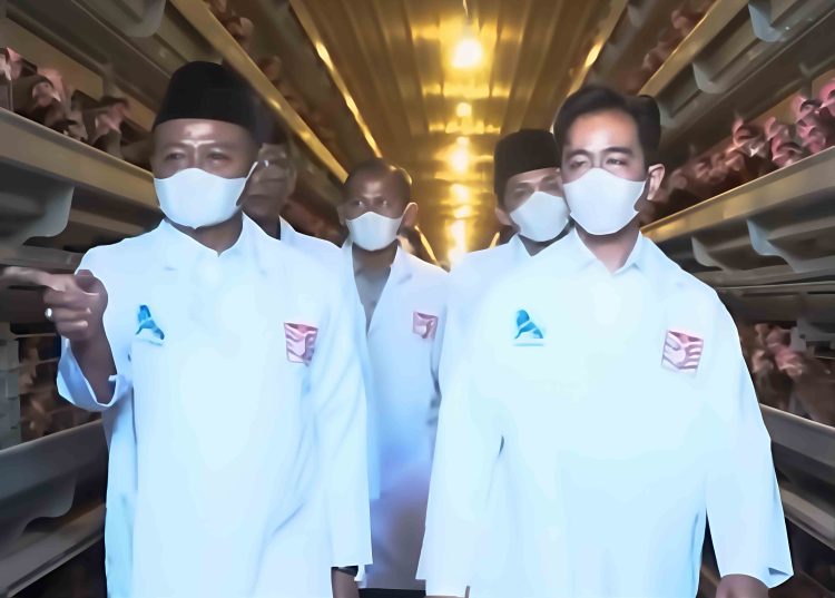 Mas Wapres Gibran Meninjau Peternakan Petelur Modern