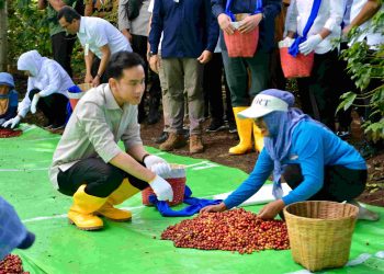 Panen Raya Kopi Ijen, Wapres Dukung Peningkatan Produktivitas, Hilirisasi dan Branding Kopi Indonesia