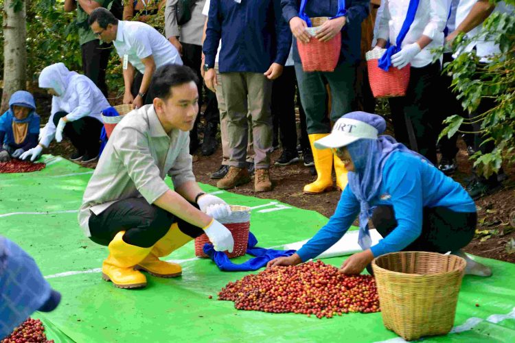 Panen Raya Kopi Ijen, Wapres Dukung Peningkatan Produktivitas, Hilirisasi dan Branding Kopi Indonesia