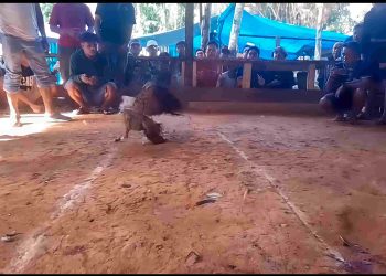Sabung Ayam Marak di Manokwari, Warga : dibekingi Oknum TNI