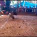 Sabung Ayam Marak di Manokwari, Warga : dibekingi Oknum TNI