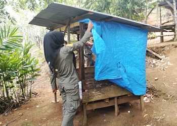 Razia Rutin Terus Digelar Satpol PP Padangsidimpuan, Tegakkan Perda, Tertibkan Bangunan dan Pondok Tertutup di Tor Simarsayang