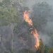 Ratusan Hektare Lahan Desa Paran Tongaan Terbakar, Pemda PALAS dan APH Seakan Tutup Mata