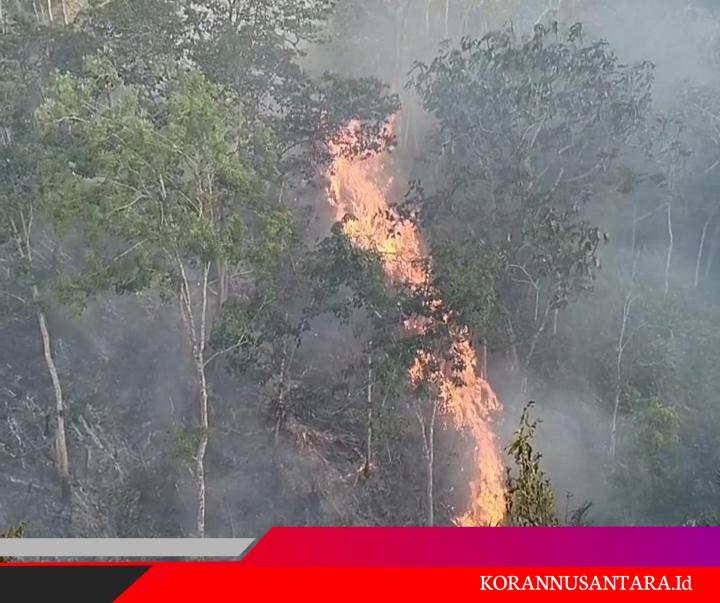 Ratusan Hektare Lahan Desa Paran Tongaan Terbakar, Pemda PALAS dan APH Seakan Tutup Mata