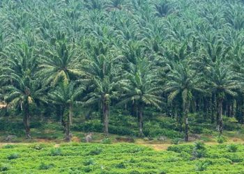Salah Seorang Oknum Kuasai Lahan Sawit di Desa Silumajang Labura