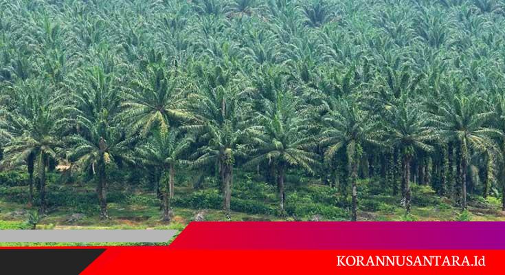 Salah Seorang Oknum Kuasai Lahan Sawit di Desa Silumajang Labura