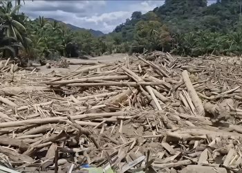 KORSA Desak APH Periksa Eks Kadis LHK Sumut, Kepala KPH X dan XI, hingga Kabid Terkait Banjir Bandang dan Temuan Kayu Berpotongan Rapi