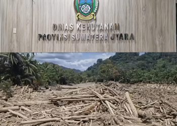 Kadis LHK Sumut: Akan Cabut Izin Hutan dan Pertambangan, Terkait Temuan Kayu Gelondongan di Tengah Banjir Besar Sumut