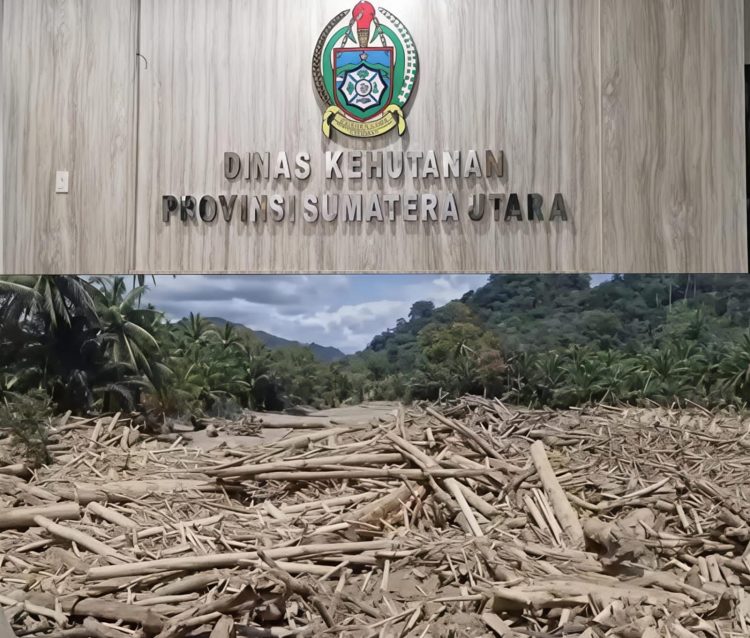 Kadis LHK Sumut: Akan Cabut Izin Hutan dan Pertambangan, Terkait Temuan Kayu Gelondongan di Tengah Banjir Besar Sumut