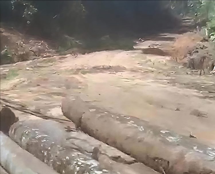 Ketua Lembaga Adat Laporkan PT PLS dan Kepala Desa Mosa Gunung Baringin Ke Kejagung RI Terkait Adanya Dugaan Alih Fungsi Hutan