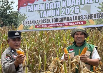 Polsek Torgamba Wujudkan Ketahanan Pangan Lewat Panen Jagung Serentak 2026