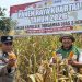 Polsek Torgamba Wujudkan Ketahanan Pangan Lewat Panen Jagung Serentak 2026