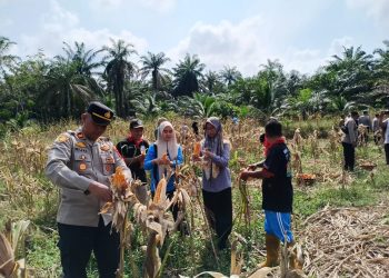 Panen Raya Jagung Silangkitang: Sinergi Polisi dan Petani Dukung Program Ketahanan Pangan Presiden Prabowo