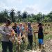 Panen Raya Jagung Silangkitang: Sinergi Polisi dan Petani Dukung Program Ketahanan Pangan Presiden Prabowo