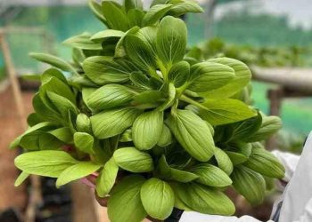 Panen Pakcoy Rutan Tangerang Tembus 11,5 Kg, Bukti Pembinaan Produktif