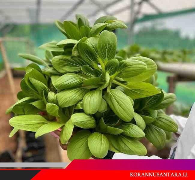 Panen Pakcoy Rutan Tangerang Tembus 11,5 Kg, Bukti Pembinaan Produktif