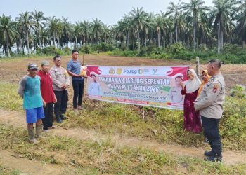 Polri Dukung Swasembada Pangan, Polsek Kotapinang Dampingi Tanam Jagung 1 Hektare di Nagodang