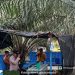GSN Polsek Kampung Rakyat Sisir Dusun Bis Dua Perkebunan Tolan, Nihil Temuan Narkoba