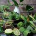 Marpangir, Tradisi Asal Mandailing Sebelum Ramadhan