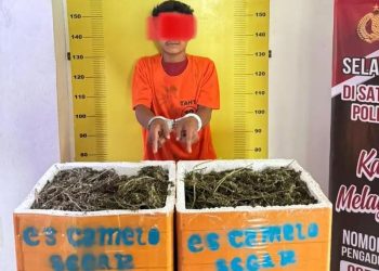 Satresnarkoba Polres Labusel Gagalkan Peredaran 13,7 Kg Ganja di Kotapinang