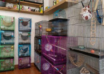 Pet Hotel di Rawalumbu Bekasi Kebanjiran Order Saat Liburan, Omzet Capai Jutaan