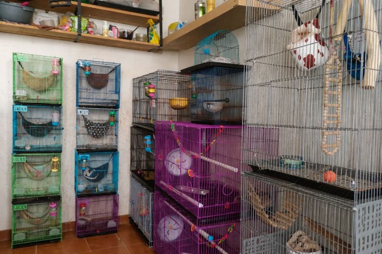Pet Hotel di Rawalumbu Bekasi Kebanjiran Order Saat Liburan, Omzet Capai Jutaan