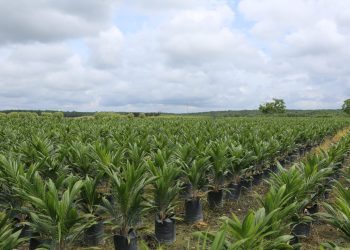 DSNG Membukukan Kinerja Solid Sepanjang 2025