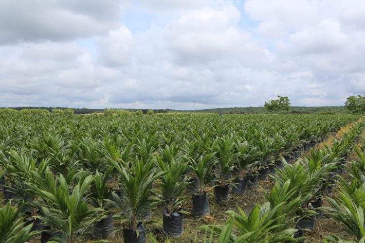 DSNG Membukukan Kinerja Solid Sepanjang 2025