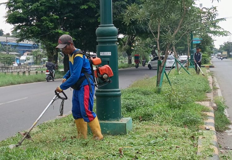 Jelang Lebaran, Disperkimtan Kabupaten Bekasi Rapikan Median Jalan Tegal Danas, Tegal Gede Sampai Tambun
