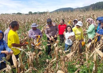 Polsek Sipirok dan Pemda Panen Raya Jagung di Tapanuli Selatan, Dukung Swasembada Pangan 2026
