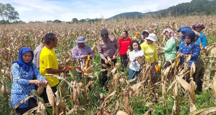 Polsek Sipirok dan Pemda Panen Raya Jagung di Tapanuli Selatan, Dukung Swasembada Pangan 2026