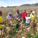 Polsek Sipirok dan Pemda Panen Raya Jagung di Tapanuli Selatan, Dukung Swasembada Pangan 2026