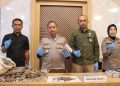 Polres Padangsidimpuan Gagalkan Perdagangan Sisik Trenggiling, Satu Tersangka Diamankan
