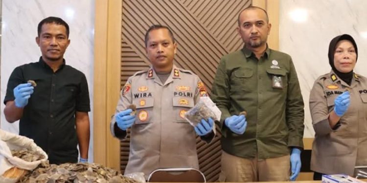 Polres Padangsidimpuan Gagalkan Perdagangan Sisik Trenggiling, Satu Tersangka Diamankan