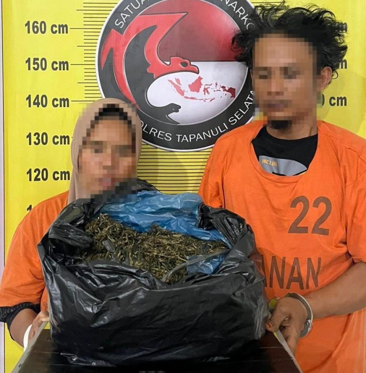 Polres Tapsel Ringkus Dua Pelaku Peredaran 3 Kg Ganja, Gunakan Becak Motor untuk Kelabui Polisi