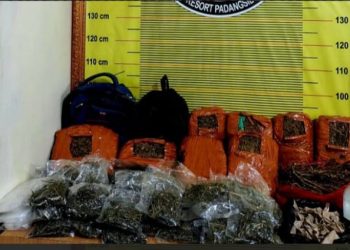 Dua Kali Temuan Ganja Tanpa Tuan, Warga Kampung Darek Curiga Ada Praktik “Tangkap Lepas”: Kalau Begini Terus, Kapan Kampung Kami Bersih?