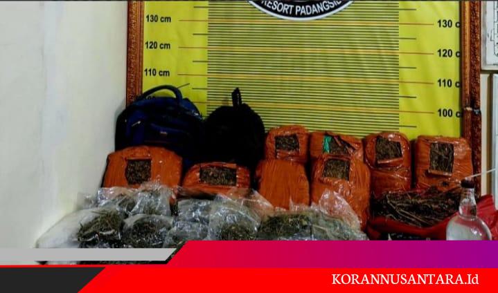 Dua Kali Temuan Ganja Tanpa Tuan, Warga Kampung Darek Curiga Ada Praktik “Tangkap Lepas”: Kalau Begini Terus, Kapan Kampung Kami Bersih?