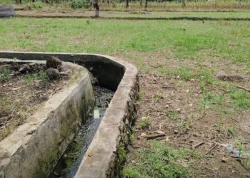 Irigasi Mati 6 Bulan, Petani Sibong-Bong Terancam Gagal Panen: Kami Hanya Butuh Air!