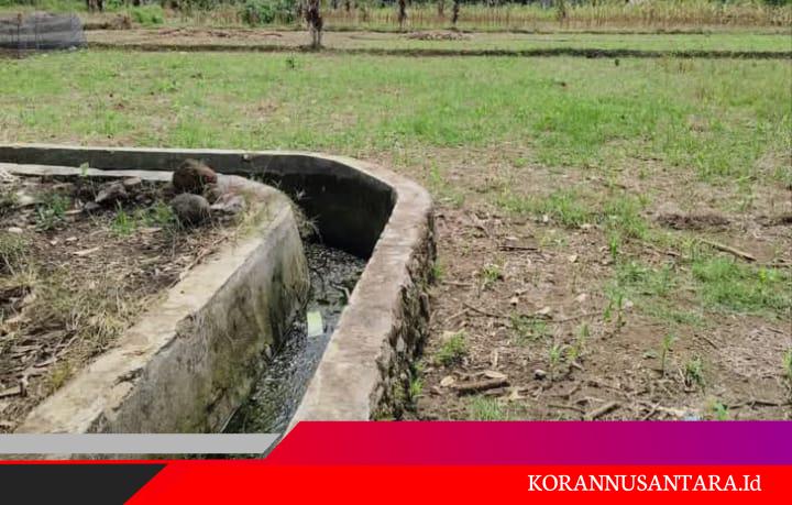 Irigasi Mati 6 Bulan, Petani Sibong-Bong Terancam Gagal Panen: Kami Hanya Butuh Air!