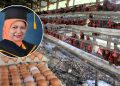 Harga Telur Anjlok: Guru Besar IPB Soroti Industri Perunggasan Tak Sehat